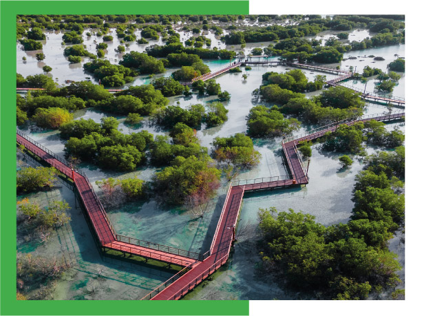 Upcoming COP28 ignites mangrove afforestation in UAE