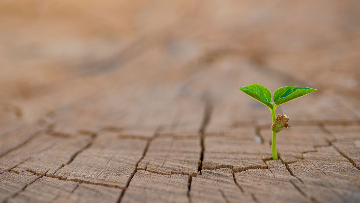 Fighting Desertification