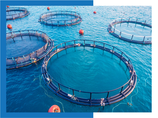 UAE's aquaculture project aims to protect marine ecosystems