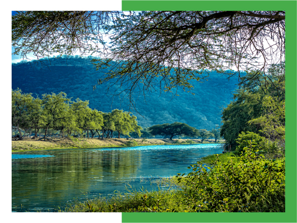 Oman to grow greener with 45,000 trees plantation drive